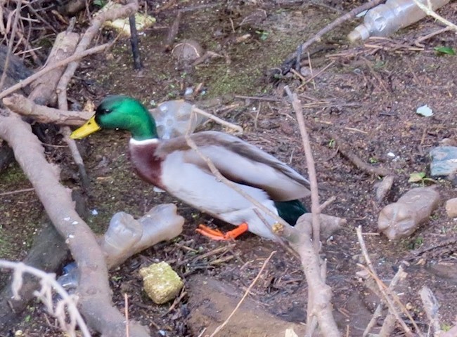 A duck among plastic waste on the River Frome,. Photo: David Hanks